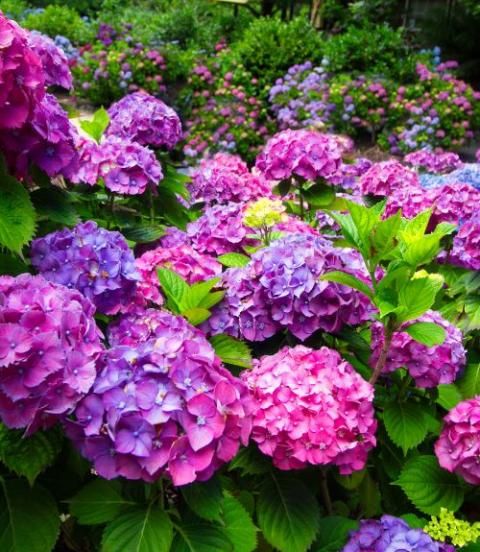 Hydrangea varieties store